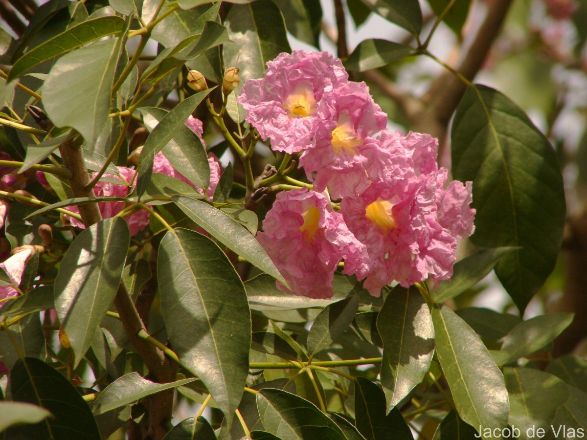 Tabebuia rosea (Bertol.) Bertero ex A.DC.